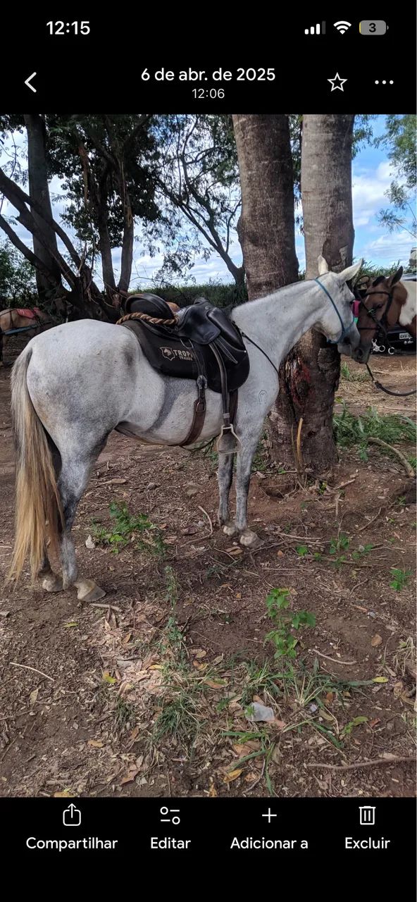 Egua Mangalarga Registrada - Foto 2