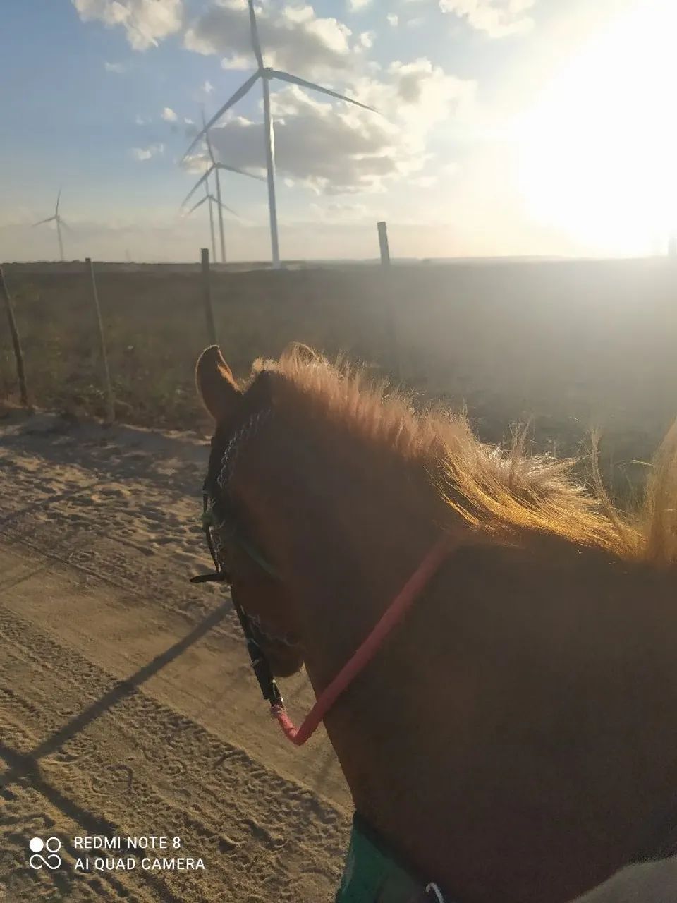 Cavalo mando de carroça cultivador e de sela  - Foto 2