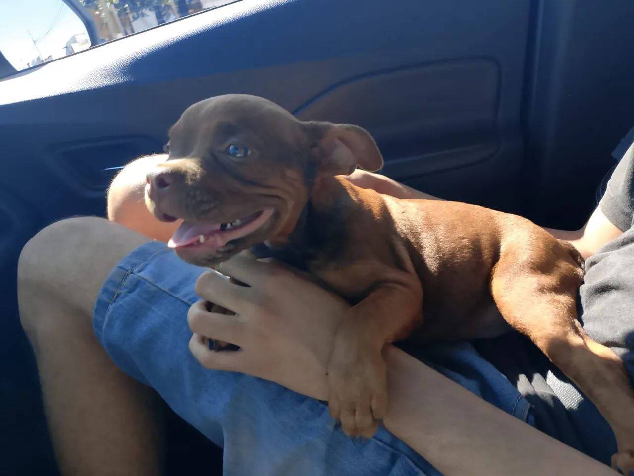 American bully micro