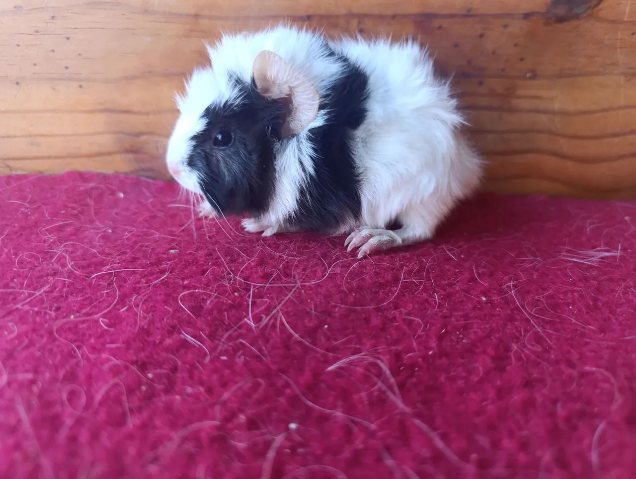 Porquinhos da Índia! - Foto 2