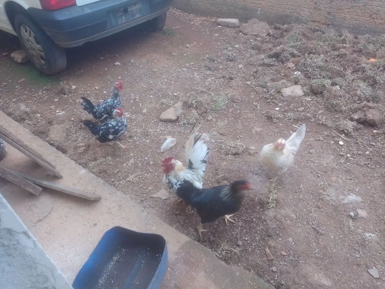Aves  - Foto 3