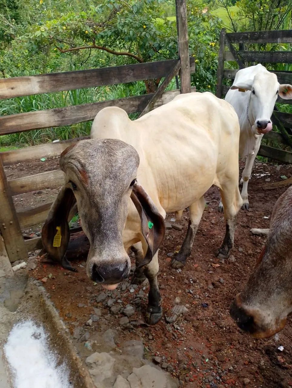 Vendo Touro Gil - Foto 2