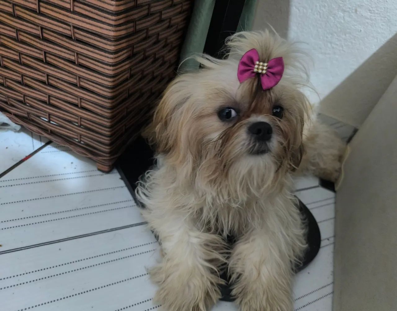 Shihtzu  - Foto 5