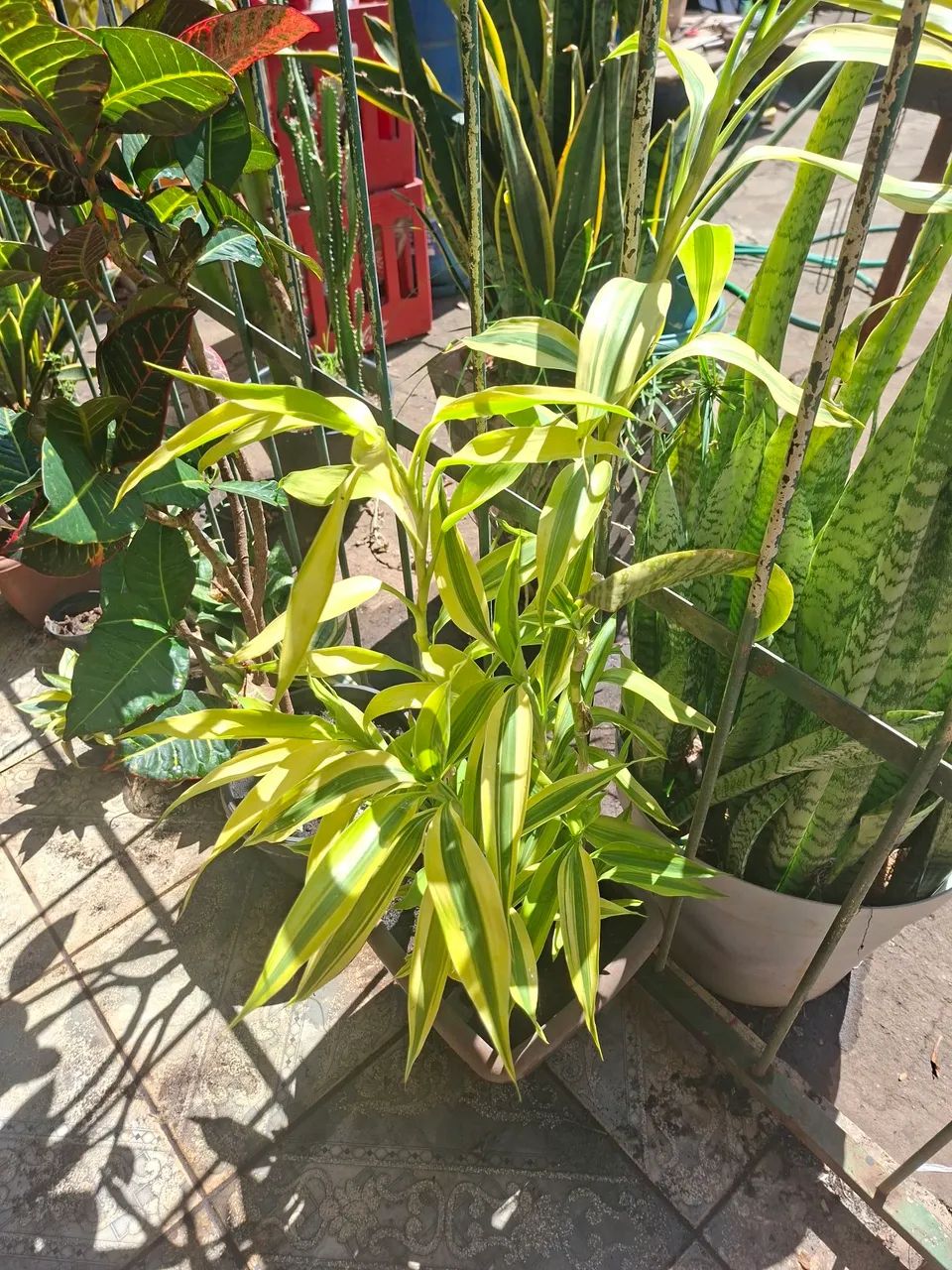 Plantas  - Foto 4