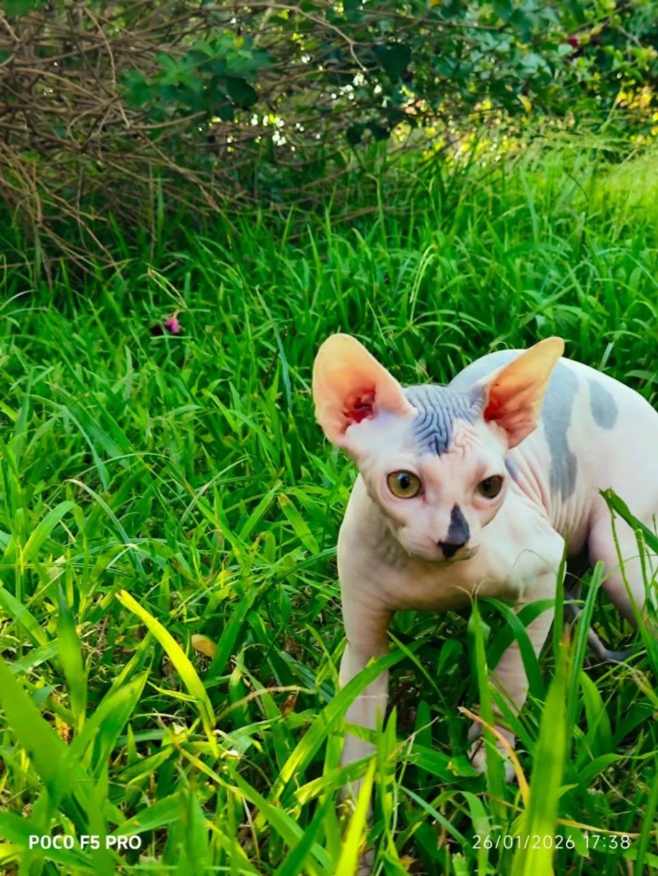 Sphynx machos - Foto 5
