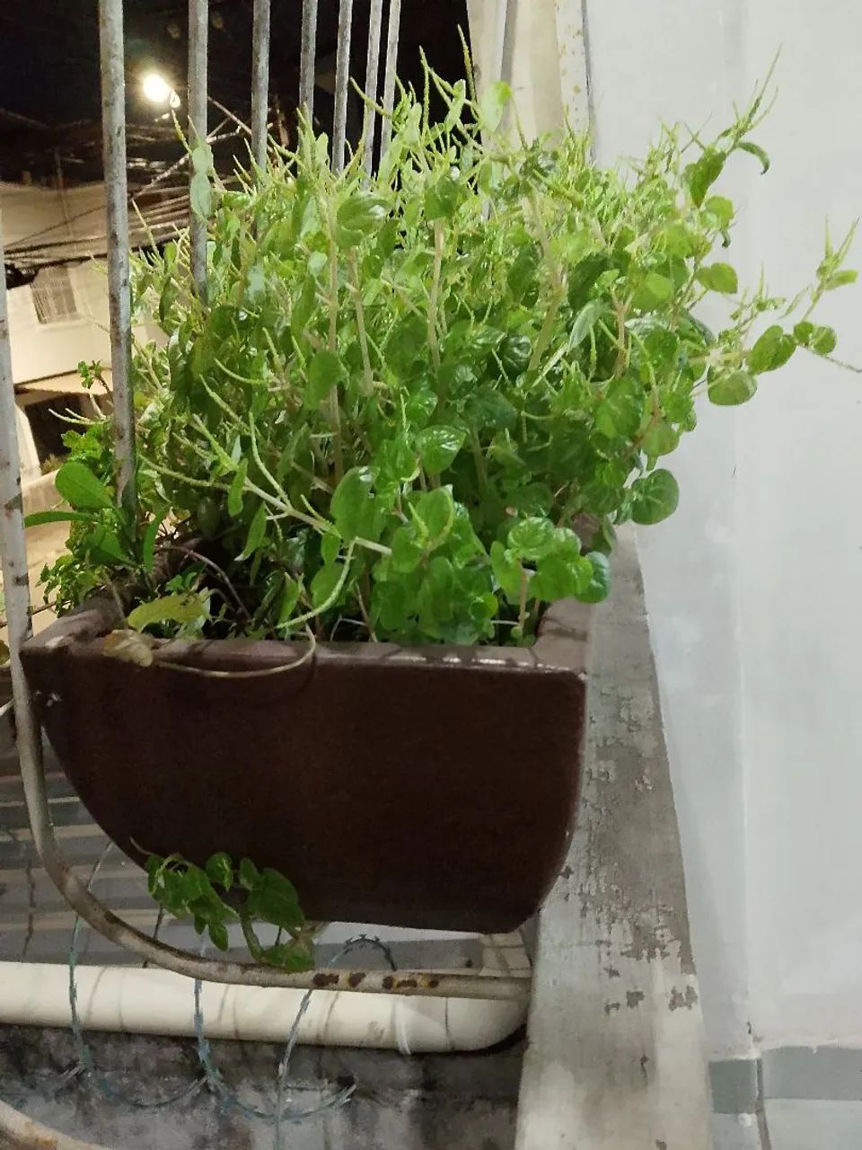 Planta  - Foto 2