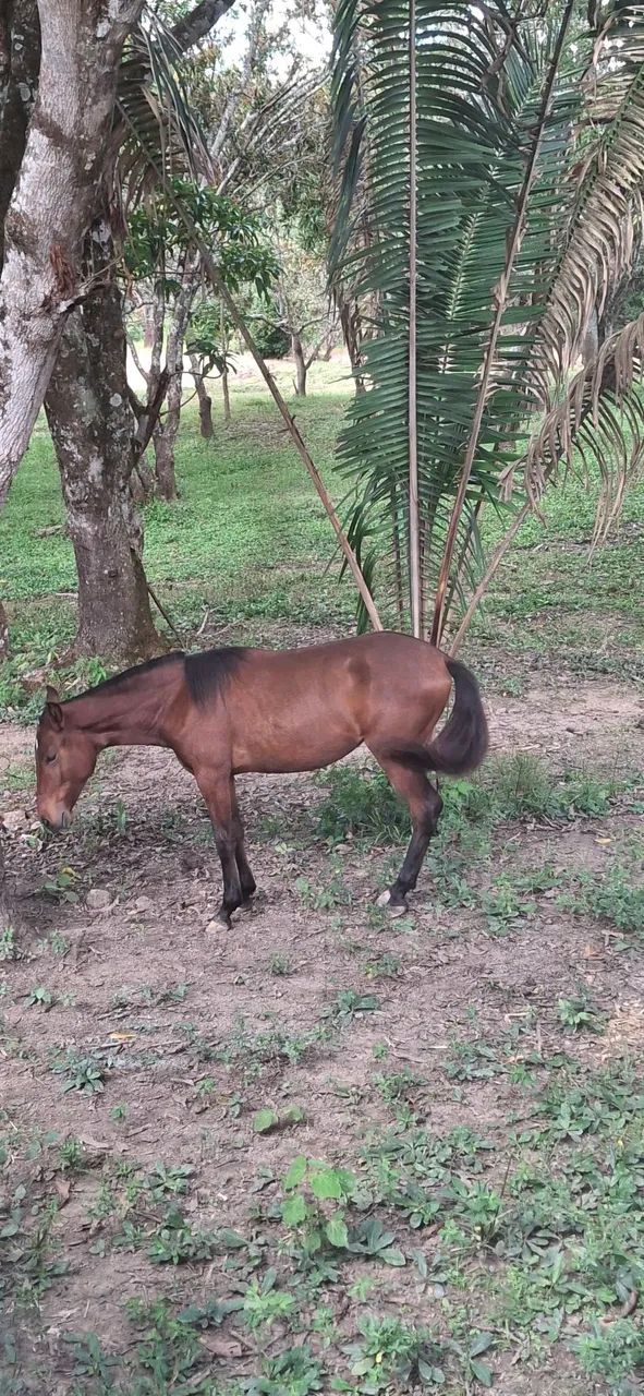 Potra mangalarga Marchador  - Foto 3