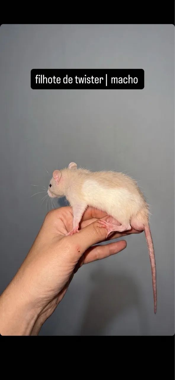 Rato twister | @tocadosfavoritos - Foto 3