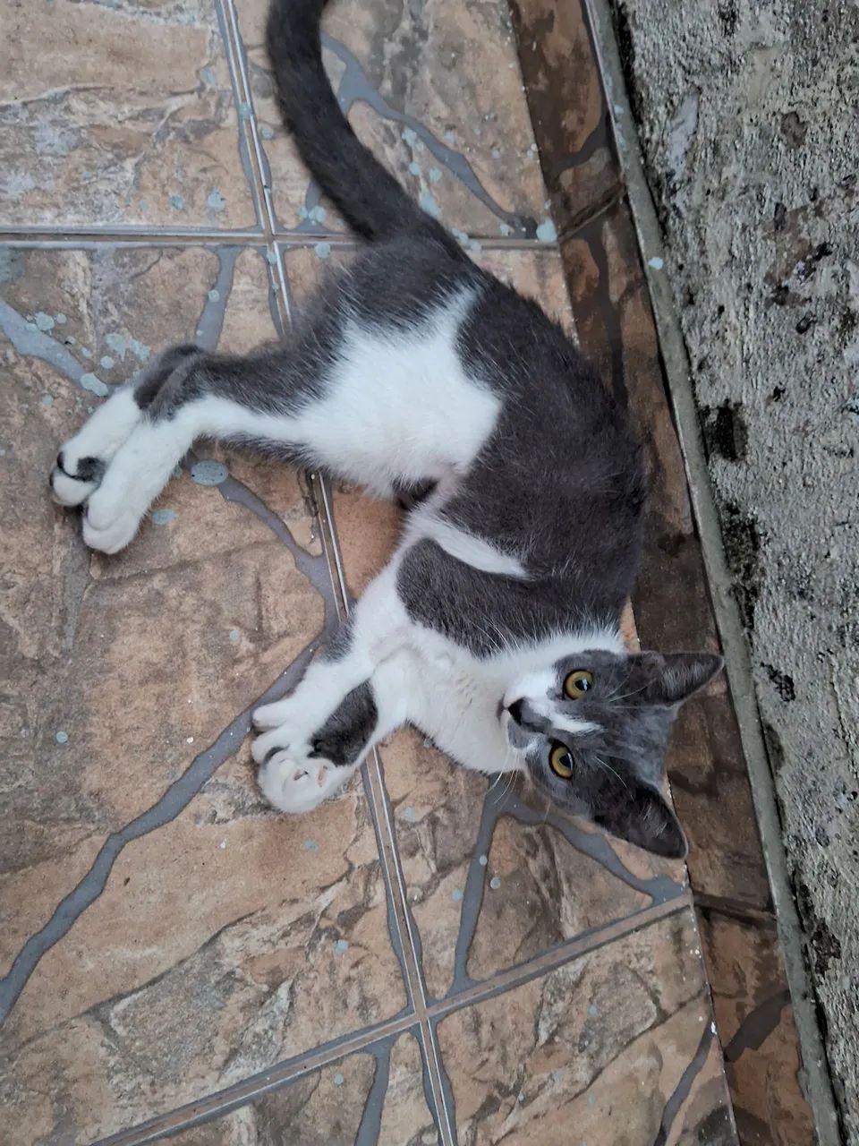 Doação de gatas e acessórios - Foto 4