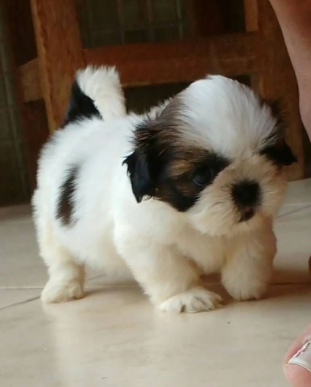 Shihtzu  - Foto 2