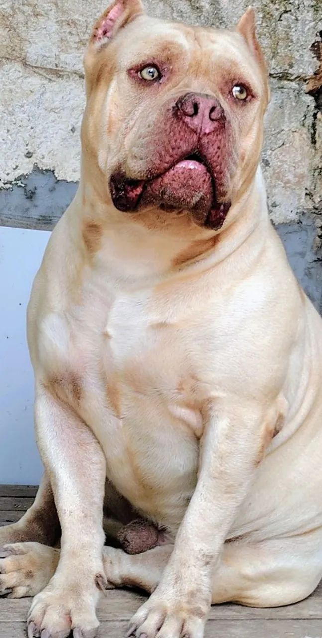 Disponível para cruza