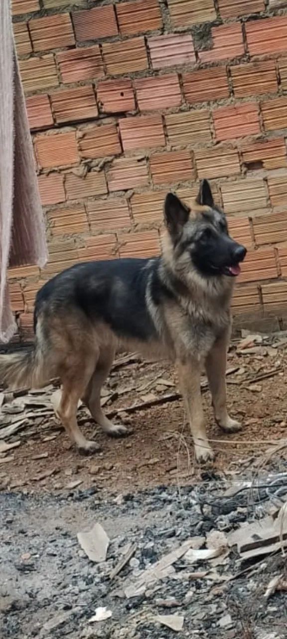 Doméstico - Foto 2