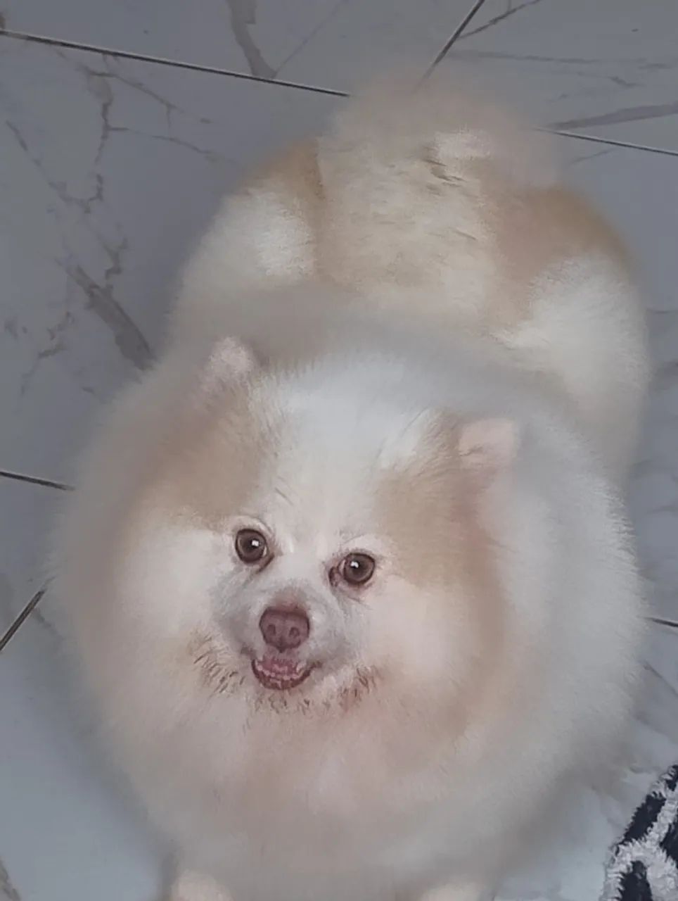 Lulu da pomeranea - Foto 2