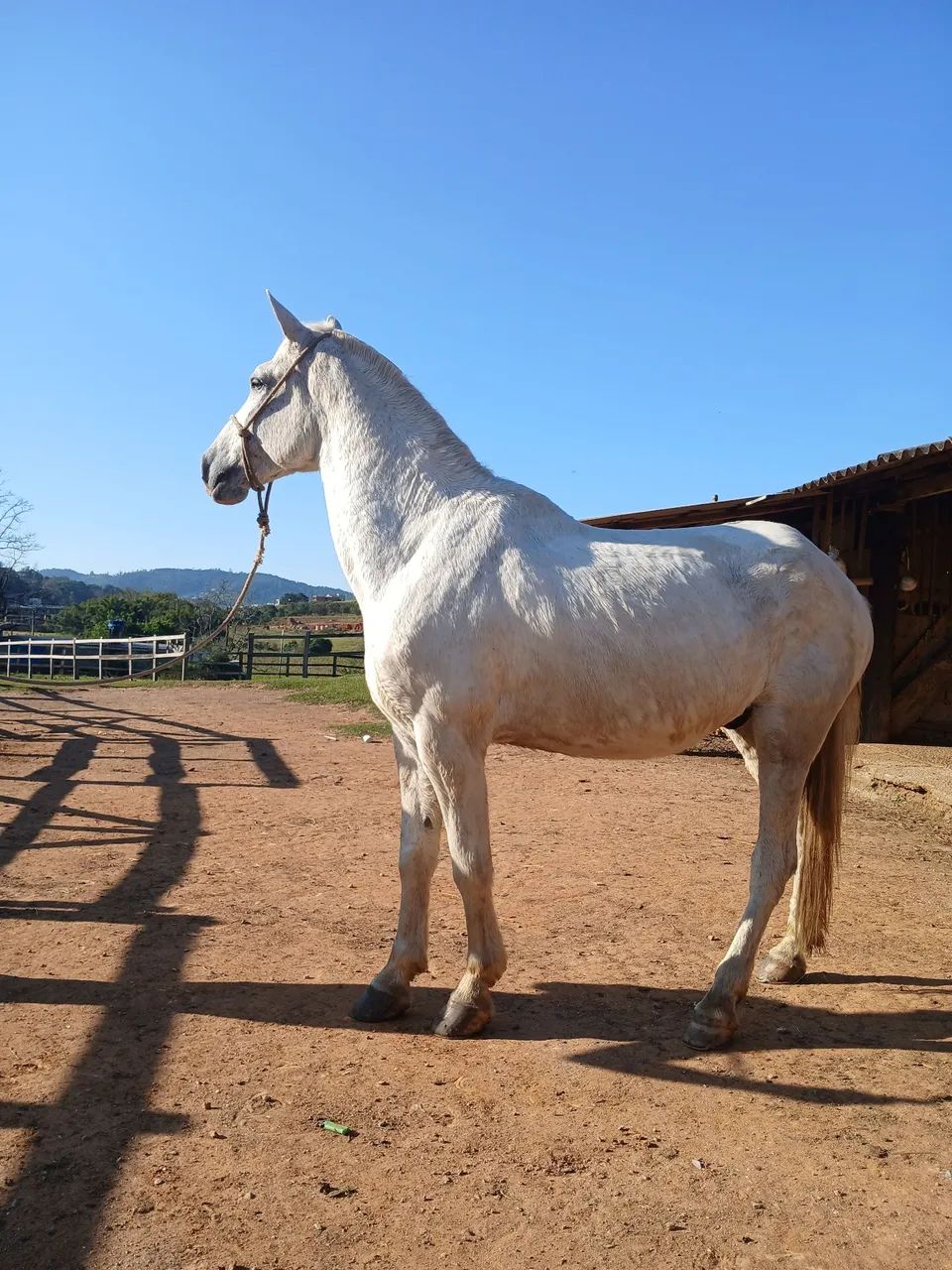 Cavalo MM bom de sela - Foto 3
