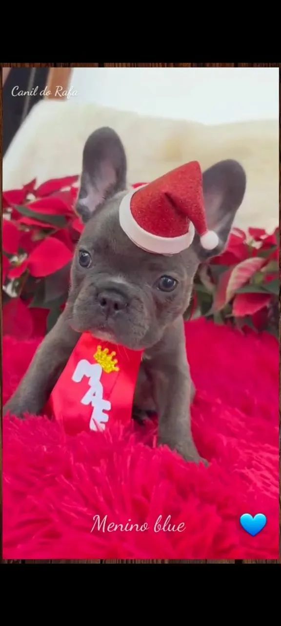 Spitz/ Bulldog/ chihuahua  - Foto 3