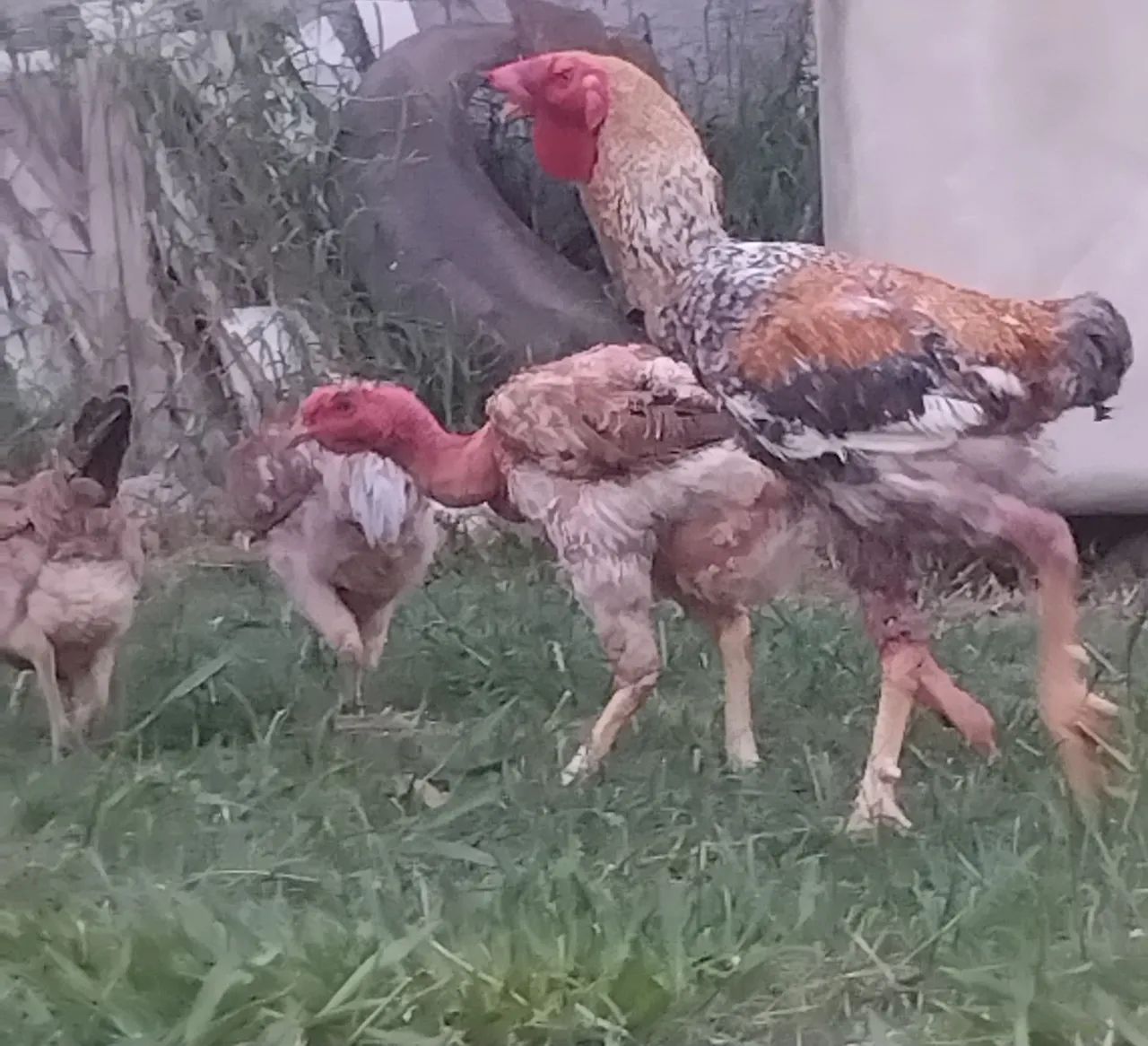 Galo e galinhas. - Foto 3