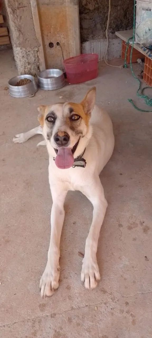 Doação cachorro 