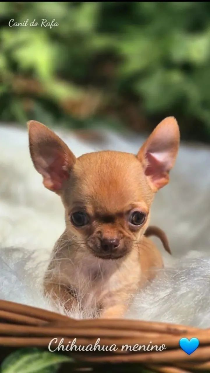 Spitz/ Bulldog/ chihuahua  - Foto 4