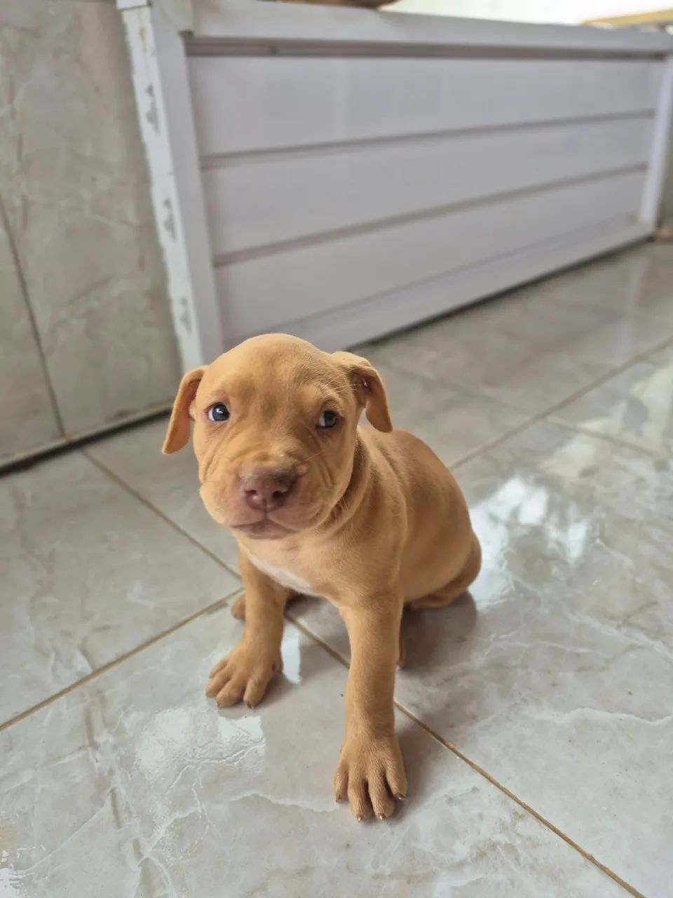 Filhote pitbull - Foto 2