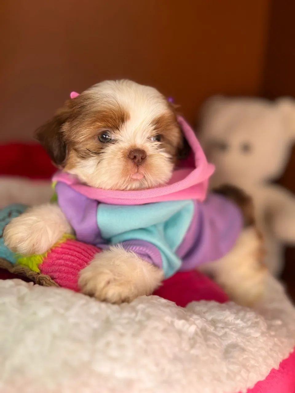Filhotes shihtzu  - Foto 3