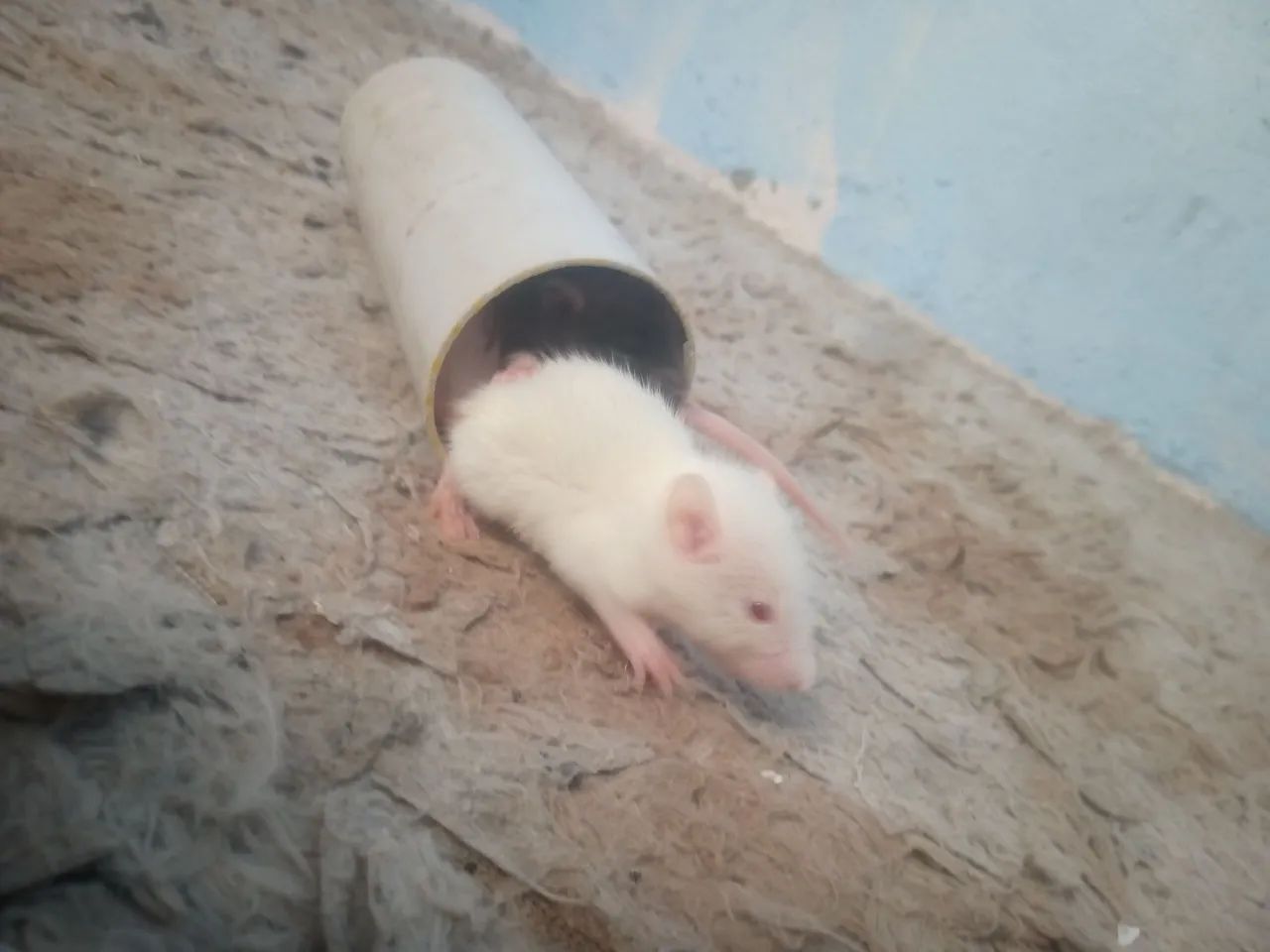 Rato Twister  - Foto 4