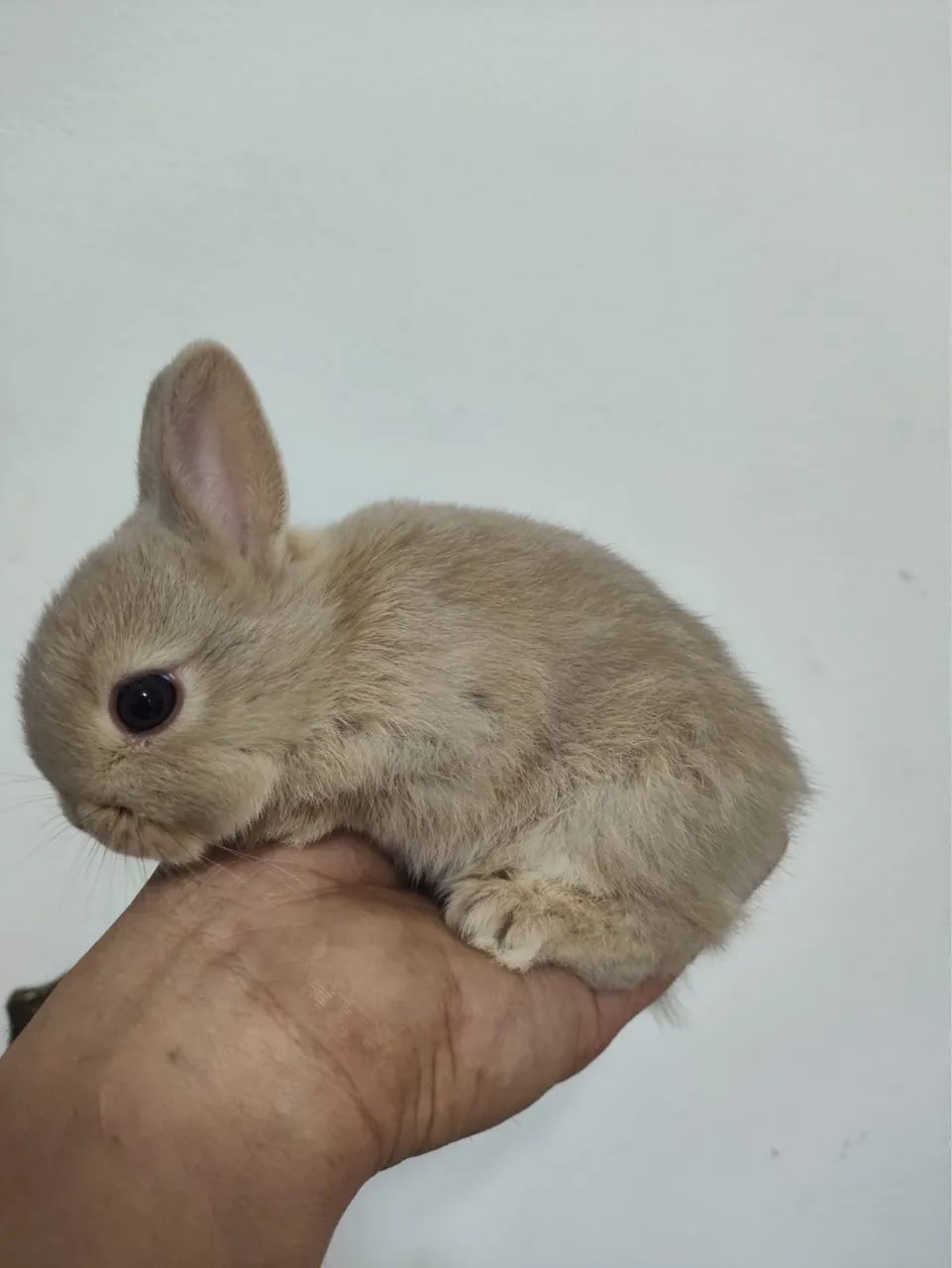 COELHO PET - Foto 6