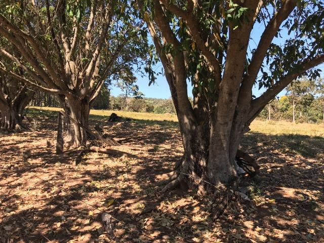 Fazenda Pecuária - 700 Ha - Chapada dos Guimarães - Foto 14
