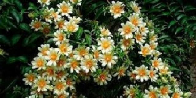 Ora pro nobis (Pereskia aculeata) R$ 25,00;R$ 20,00 ou R$ 12,00 - Foto 2