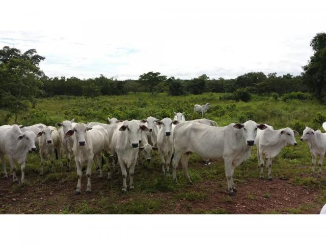 Chácara à venda em Zona rural, Nobres cod:20818 - Foto 6