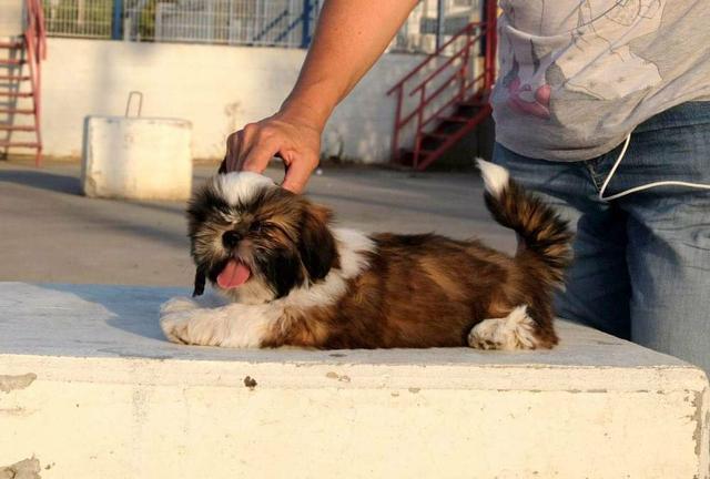 Filhotes de shih tzu, com pedigre e garantia genética, canil PS