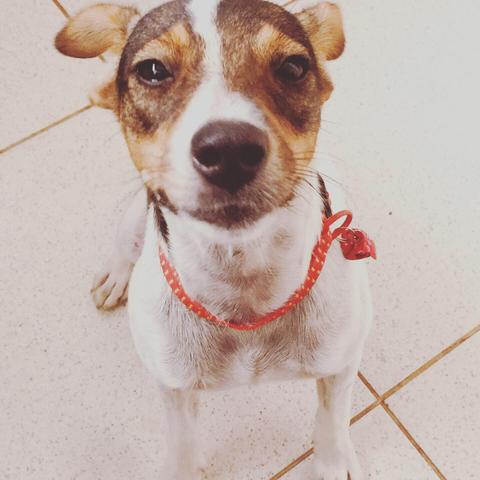 Cachorrinhos - Foto 3