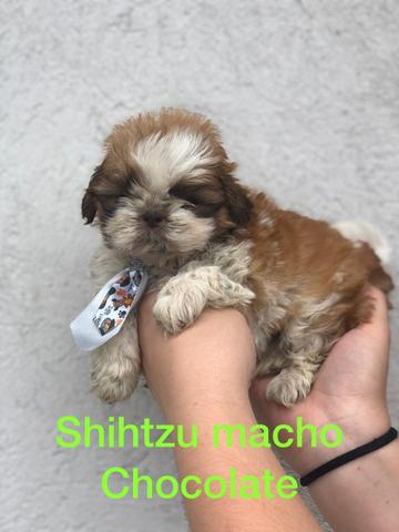 Shih Tzu um novo amor chocolate