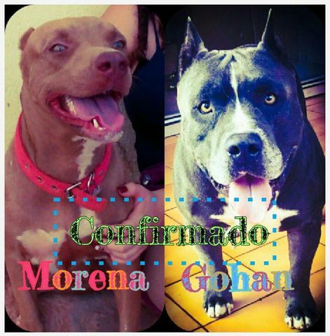 Filhotes PitBull com American Bully