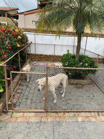 Cercado tipo Canil PVC - Foto 5