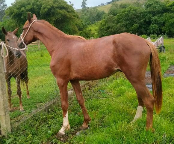 Potro mangalarga paulista registrado