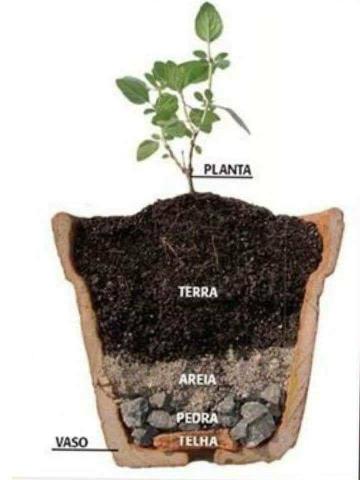Jardinagem ferramentas- Aprenda a construir uma horta usando 1 m² do seu quintal - Foto 3