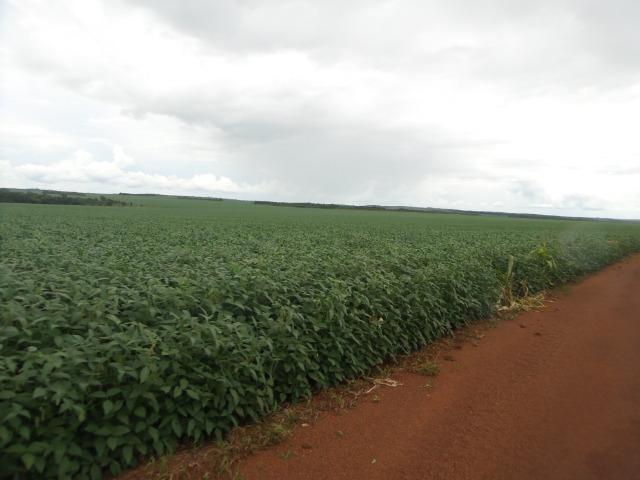 Fazenda 3.771 Hectares Plantando Lavoura - Canarana - MT