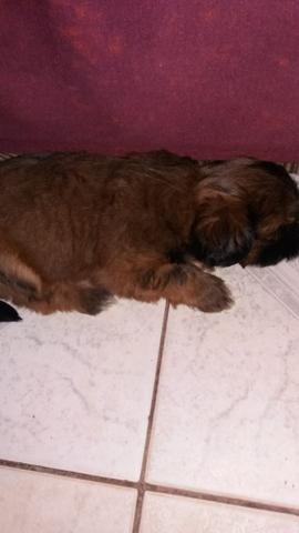 Shih tzu - Foto 4