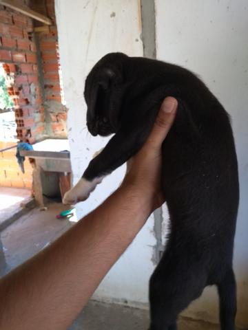 Estou doando filhote de pitibulll mestico - Foto 3