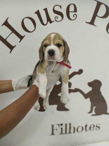 Beagle chamar no what's para informações * - Foto 2