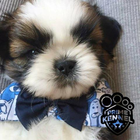 Shih Tzu 12 x R$60,24 - Foto 5