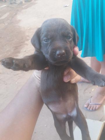 Vendo ou troco Lindos filhotes de Labrador - Foto 4