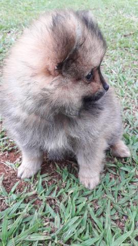 Spitz Alemão anão macho