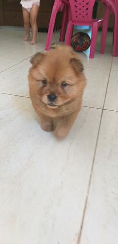 Chow chow filhote - Foto 5