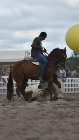 Cobertura (não estou vendendo o cavalo é apenas a cruza) - Foto 3