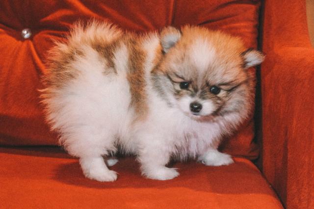 Lulu da Pomerânia/Spitz Alemão - Foto 2