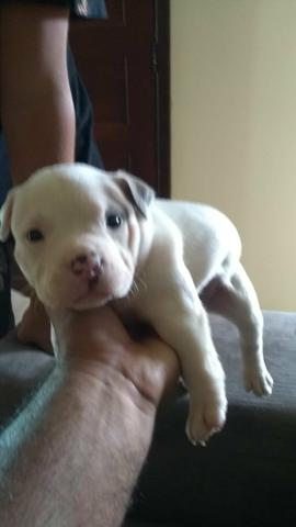 American Bully - Foto 3