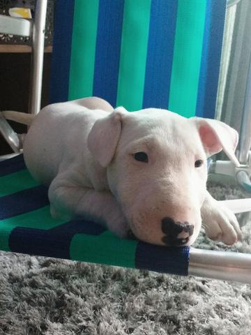 Bull Terrier