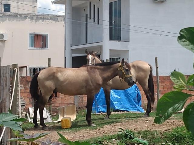 Cavalo e potranca
