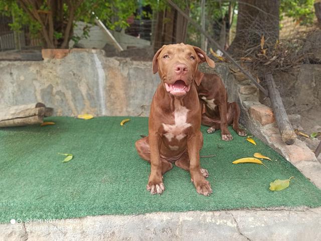 Filhote Pit Bull - Foto 2